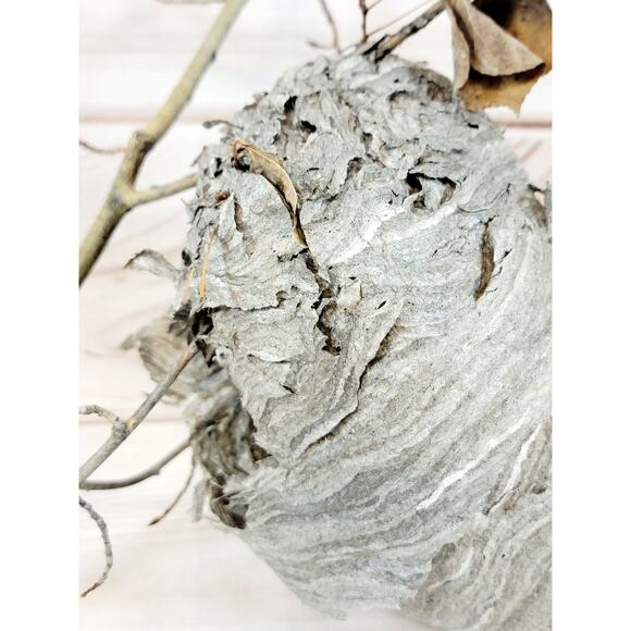 Large Real Hornet's Nest Hive Paper Wasp Bee Decor From Utah Mountains 10" x 6" - Picture 2 of 11